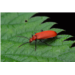 Pyrochroa_serraticornis (2).jpg