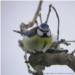 Mésange bleue 12.11.2025.png