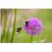 Les pollinisateurs sauvages