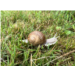 Escargot de Bourgogne.jpg