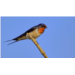 faune du bâti - anim 